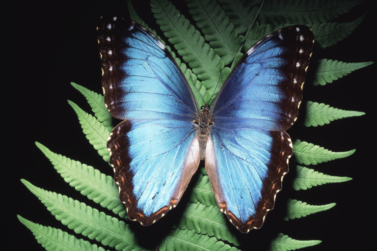 مستوحاة من فراشة.. تقنية ثورية لتشخيص السرطان