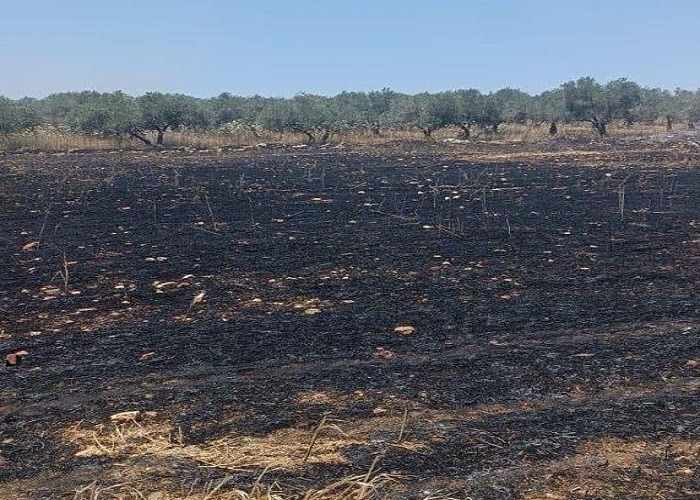 مستعمرون يحرقون 40 دونما مزروعة بالقمح في بلدة سبسطية قرب نابلس