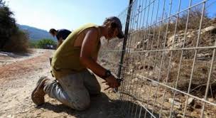 مستعمرون يواصلون تسييج أراض في الأغوار الشمالية