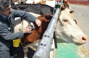 طريق المحبة\ تسجيل إصابتين بالحمى القلاعية في الضفة الغربية وتحذيرات من تفشي المرض