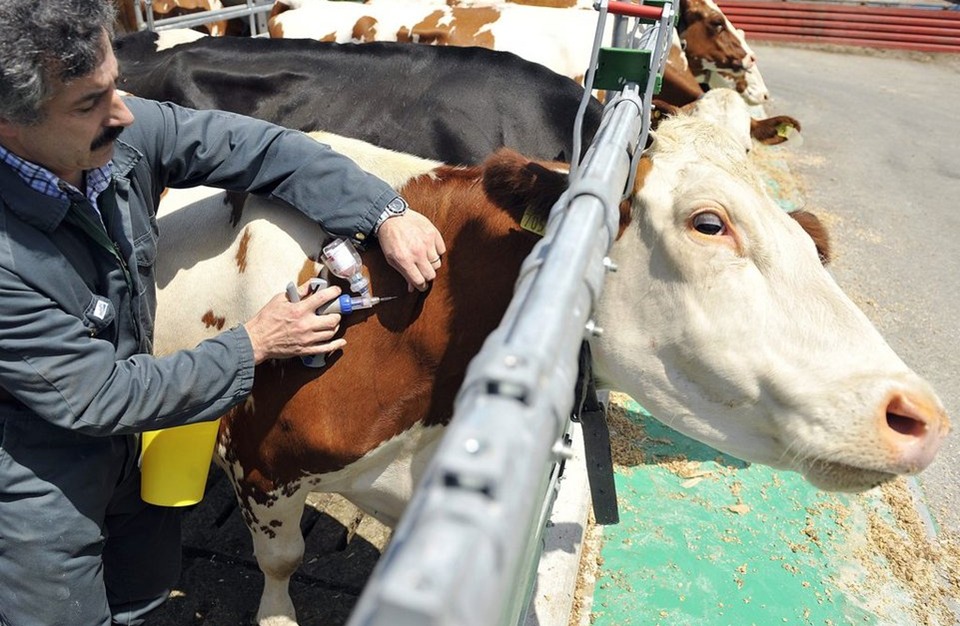 طريق المحبة\ تسجيل إصابتين بالحمى القلاعية في الضفة الغربية وتحذيرات من تفشي المرض