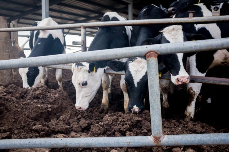 الزراعة توضح بشأن احتواء مرض الحمى القلاعية