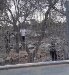 مستوطنون يهاجمون حارة النصبة في ياسوف ويحاصرون منزلا