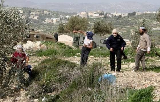 مستعمرون إرهابيون يهاجمون مزارعين خلال قطف الزيتون في برقا غرب رام الله ويجبرونهم على مغادرة أراضيهم